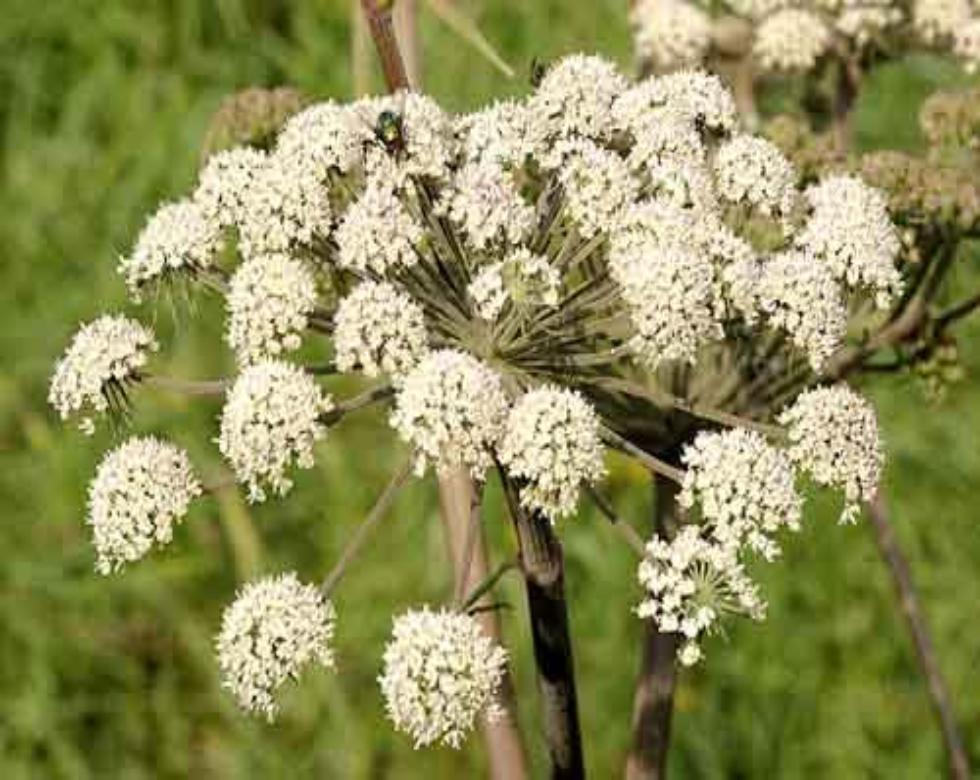 Cumin Whole Dried Seeds Cuminum Cyminum 