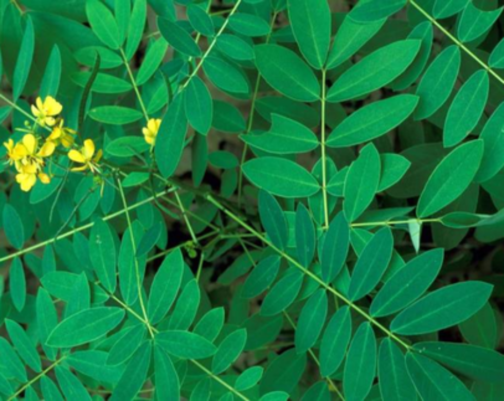 Tisane de Séné, Cassia angustifolia