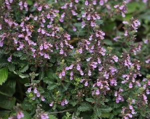 Germander Tea - Teucrium Chamaedrys L.