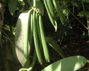 Vanilla - Vanilla planifolia L.