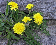 Load image into Gallery viewer, Dandelion Roasted Root - Taraxacum officinale