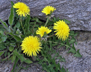 Dandelion Roasted Root - Taraxacum officinale