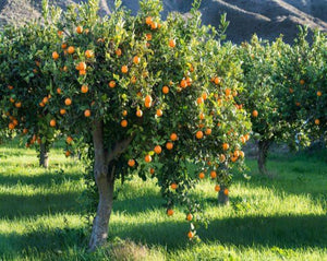 Orange Peel Tea - Citrus aurantium